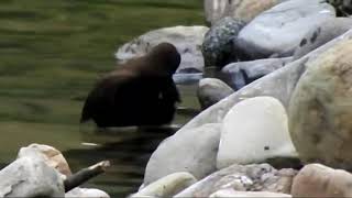 台灣鳥類 birds - 河烏/褐河烏/水叮噹 Cinclus pallasii/Brown Dipper (1)