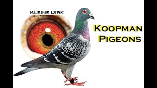 Koopman Pigeons-Middle Distances-