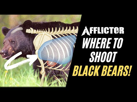 Where do you shoot bear vitals?
