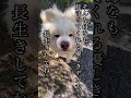 今日のたすけ 5 3 akitadog 秋田犬 保護犬 大型犬 癒し