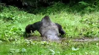 Silverback Gorilla Moves Through the Goualougo Triangle Bai