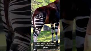 Amazing Okapi | Discover the Hidden Wonders of This Unique Creature!