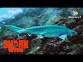 Whaaat?! Prehistoric Sharks in the Twilight Zone?! | Shark Week | discovery+