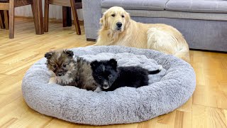 Funny Puppies Steal Golden Retriever's Favorite Bed [Funny Dog Reaction]