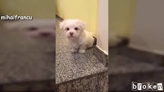 Puppies Barking (Anak Anjing Menggonggong)