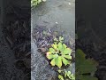 农村池塘边抓泥鳅的少年teenager catching loaches at a rural pond fishing fish 户外捕鱼 outdoors 抓鱼 farming