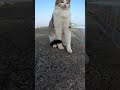 防波堤で寝ていた野良猫を撫でる