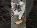 【伏見稲荷】呼んだら戻って来てくれた美猫トラコ　a beautiful cat that came back when i called it.