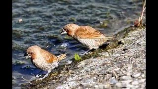 105年2月11日-集集~黑嘴筆仔斑紋鳥