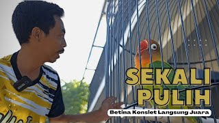 Ahirnya〽️ Lovebird Betina KONSLET Kembali Kondisi☑️ #betinakonslet #lbmerdu