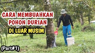 Cara Membuahkan Pohon Durian di Luar Musim