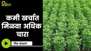 Fodder Crop : पौष्टिक चाऱ्यासाठी बरसीम लागवड | ॲग्रोवन