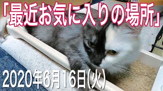 我が家の猫たち「最近お気に入りの場所」2020年6月16日(火) \