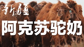 中国有机食品│新疆阿克苏骆驼奶