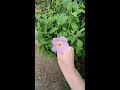 rockrose cistus salviifolius and cistus creticus