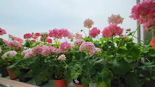 #pelargonium #제라늄 꽃송이를 크게 하려면?