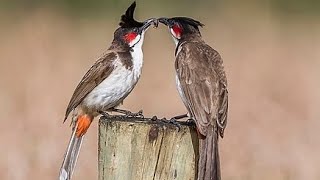 Red whiskered bulbul singing different songs. bird sound/birds call/ طياريات. لتحريك البلابيل