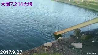 放福壽魚.大園7之14抓魚大埤放魚2000斤、2017.9.27