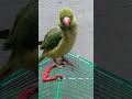 parrot calling sound 😝😝