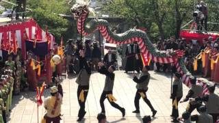 【長崎くんち２０１６】７日諏訪神社 筑後町　龍踊り　青龍白髪演舞