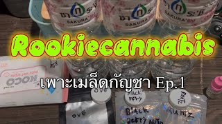 เพาะเมล็ดกัญชา Ep.1