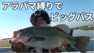 バス釣り　アラバマリグは反則級に釣れる！？