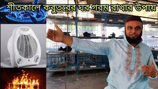 শীতকালে কবুতরের ঘর গরম রাখার উপায় জেনে নিন | Learn how to keep a pigeon house warm in winter