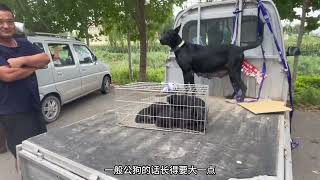 狗市大骨架中亚牧羊犬，老板：保你养成年后200斤以上