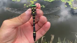 オオヤマトンボ♂ (2023年07月16日) | Capturing An Oyama Dragonfly (M) With A Butterfly Net (July 16, 2023)