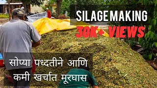 मुरघास करण्याची सोपी पध्दत | Silage making in India | Murghas 2024 #shetkari #चारा