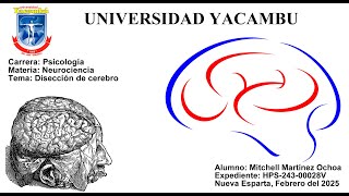 Disección Cerebral en Neurociencia, Universidad Yacambú