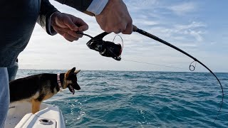 Chasing Spanish Mackerel and Atlantic Bonito - There's a First Time for EVERYTHING