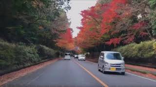 霧島神宮大鳥居近くの紅葉トンネル（国道223号線）