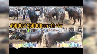 पशु हाट धिमिश्री प्रत्येक रविवार #Pashu Mela Dhimishri 45000 से 250000तक की भैंस