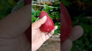 Jambu jamaika adalah jenis jambu air dengan ukuran paling besar #jambubol #jambujamaika