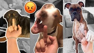 🐶Dogs Really Hates Middle Finger |YNature | 2021 dog videos compilation |