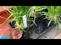 unboxing new perennial plants allium millenium