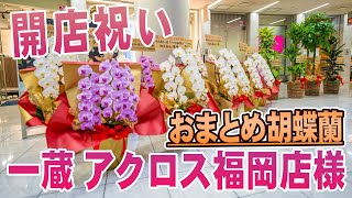 【開店祝い】一蔵 アクロス福岡店様 胡蝶蘭\u0026観葉植物