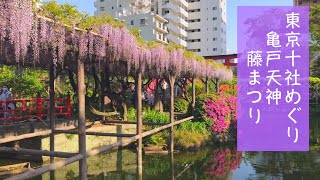 【東京十社めぐり】亀戸の天神さま 亀戸天神社 藤まつりに行ってきました😄