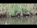 鴨の親子の水遊び🦆前橋市総合運動公園