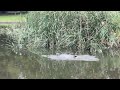 鴨の親子の水遊び🦆前橋市総合運動公園