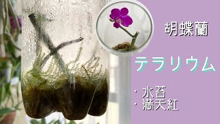 2022年4月22日　満天紅の花が咲きました♪  その他はあまり成長していないような、、　最近、白カビが出ます⤵︎