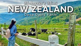 New Zealand in Malaysia? Discover Desa Dairy Farm Kundasang