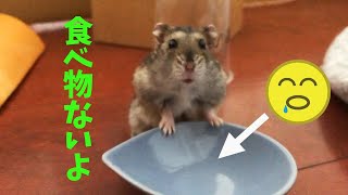 ハムオ回顧映像3。食べ物なくて抗議するハムオ。Hamster protesting about food.