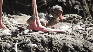 生まれて数時間のオオフラミンゴの雛　Greater flamingo hatchling　2018 0701