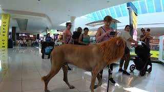 Cash 2.0 Great Dane Lion King at the Mall 1