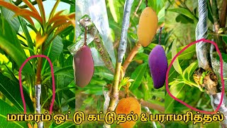 Mango 🥭 Tree Grafting | Mango Plants Grafting | மாமரம் 🥭 ஒட்டு கட்டுதல் |விவசாயம் 🌴 ஒட்டு கட்டுதல் |