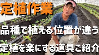 【いちご栽培 いちご農家】定植2日目 定植作業を楽にする道具ご紹介と品種ごとの定植位置