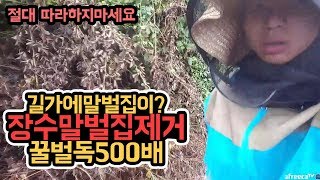 윽박::위험한 장수말벌집 발견! 말벌집을 제거하자 (BJ돼지레오의 제보) (eugbak Remove Vespa mandarinia)