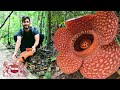 Pathless Forest: The Quest To Save The World’s Largest Flowers | Chris Thorogood